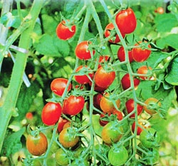 聖女型番茄~Tomato