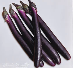 茄子~Eggplant