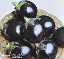 圓茄子~Eggplant