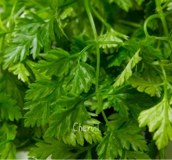 細葉香芹 峨蔘 香葉芹 Chervil 車窩草