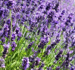 狹葉薰衣草種子 Lavender 英國真薰衣草