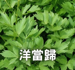 洋當歸 Lovage 歐白芷