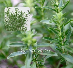 夏風輪草 Summer Savory