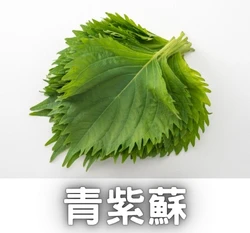 青紫蘇種子 Green Shiso 大葉紫蘇