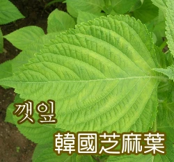 韓國芝麻葉(韓國烤肉、綠紫蘇、青森芝麻葉)種子