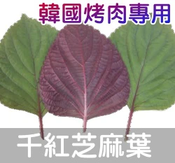 韓國千紅芝麻葉(韓國烤肉、紅紫蘇)種子