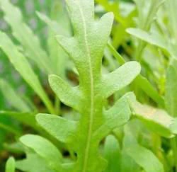 野生種芝麻菜-裂葉.齒葉(Wild Rocket)