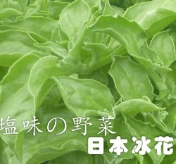 日本冰菜(水晶冰花)種子