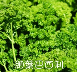 細葉巴西利種子Parsley Moss Curled 羽葉巴西里 香芹 洋香菜洋芫荽