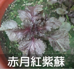 日本赤月紅紫蘇種子