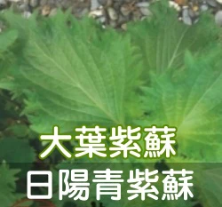 日本日陽青紫蘇種子（大葉紫蘇）