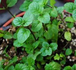 薄荷~Peppermint