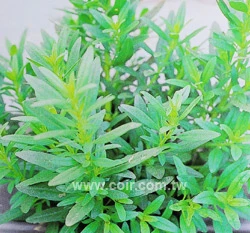 柳薄荷種子 藥用神香草 牛膝草海壽花~Hyssop