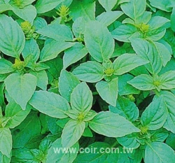 西洋九層塔(庭園羅勒)~Basil seed 種子