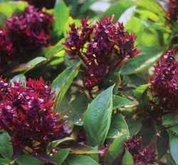 暹羅羅勒（泰國羅勒種子）~Thai Basil 泰國九層塔