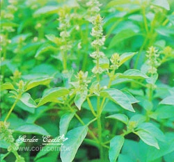 檸檬羅勒~Lemon Basil