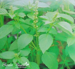 甜羅勒 綠蘿勒~Sweet Basil 青醬