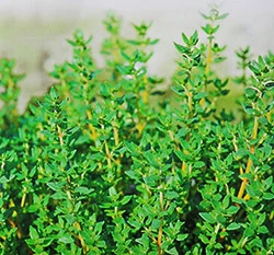 百里香~Thyme