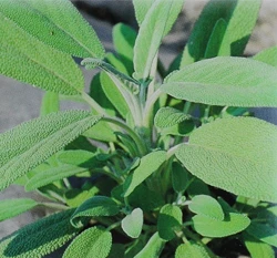 鼠尾草~Sage
