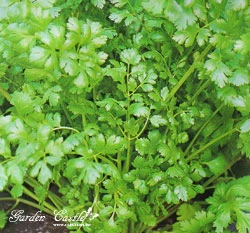胡芫荽(西洋香菜)Coriander~種子