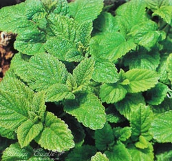 香蜂草~Lemon Balm 檸檬香蜂草