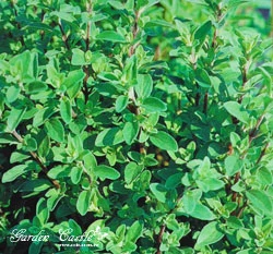 馬約蘭花~Sweet Marjoram（馬鬱蘭、墨角蘭、馬郁蘭）