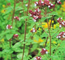 奧樂崗種子~Oregano 奧勒崗