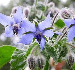 琉璃苣種子~Borage