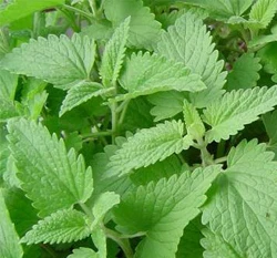 荊芥（貓薄荷）Catnip種子