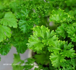 歐芹(荷蘭芹 義大利香芹 巴西利 巴西里)Parsley