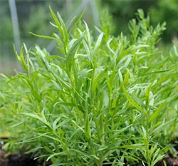 龍艾種子(香艾菊、龍蒿草)~Tarragon