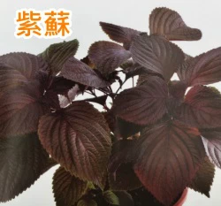 紫蘇~Perilla