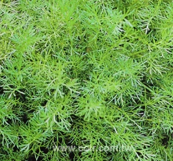羅馬洋甘菊~Roman chamomile