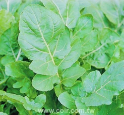 箭生菜(芝麻菜)~Rocket salad