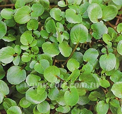 豆瓣菜(水芹)（西洋菜）(Watercress)種子