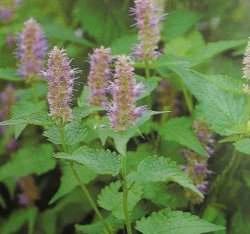 藿香(Korean mint)