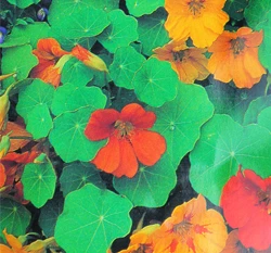 金蓮花~Nasturtium
