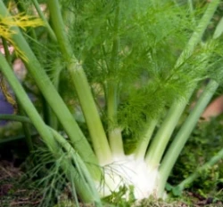 甘茴香種子-Sweet Fennel(球莖甜茴香)