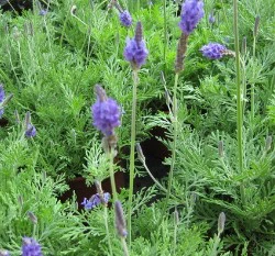 羽葉薰衣草種子~Feather lavender