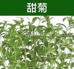 甜菊種子 Stevia