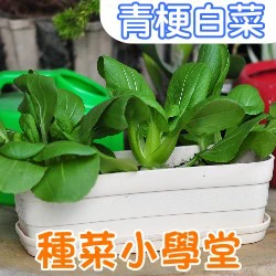 種菜小學堂-青梗白菜(青江菜)