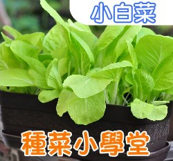 種菜小學堂-小白菜