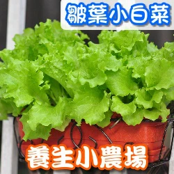 辦公室食草盆栽 種菜小學堂-皺葉小白菜(尼龍白菜)
