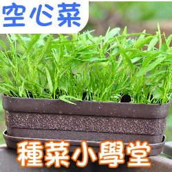 種菜小學堂-空心菜(蕹菜)
