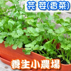 種菜小學堂-芫荽(香菜栽培組合)