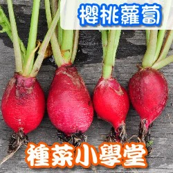 種菜小學堂-櫻桃蘿蔔