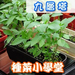 種菜小學堂-九層塔養成盆栽 Basil