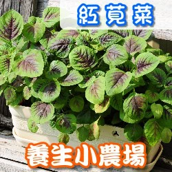 種菜小學堂-紅莧菜