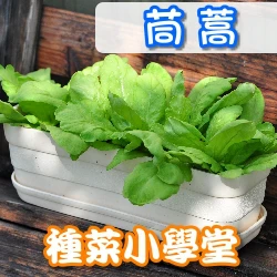 種菜小學堂-茼蒿