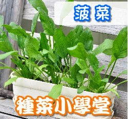 種菜小學堂-菠菜 波菜
